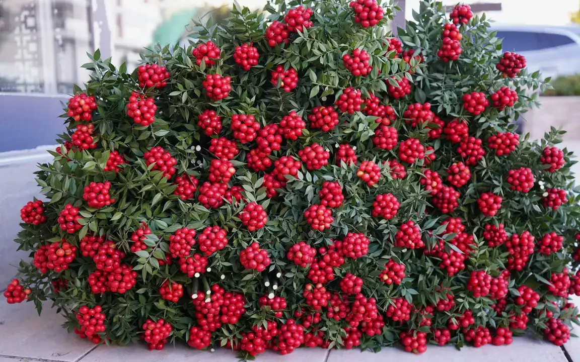 Antalya’da Yılbaşı Çiçeği Kokina 500 Liradan Başlıyor 1